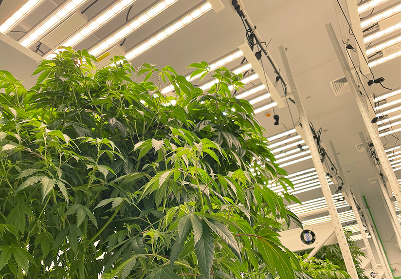 Cannabisanbau in Innenräumen